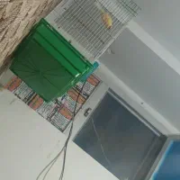 قناری نر بخون