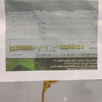 گوشواره طلا