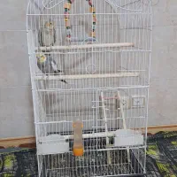 پرندگان|پرنده|شهریار, شهریار|دیوار