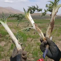 کنگر ساقه بلند تمیز کرده