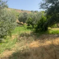 فروش ۵ قطعه باغ زیتون جاده کلتان شیرین سودارای آب|فروش دفتر صنعتی، کشاورزی، تجاری|طارم, |دیوار