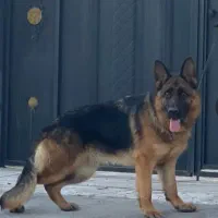 سگ ژرمن شپر موبلند شجره داره