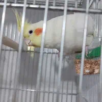 عروس هلندی لوتینو ماده آماده