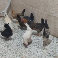 مرغ تخم گذار