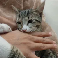 گربه|گربه|قم, کلهری|دیوار