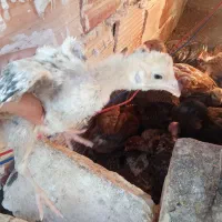 جوجه محلی|حیوانات مزرعه|زابل, |دیوار