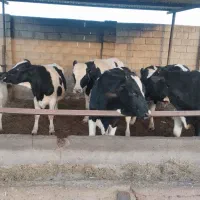 گوساله نر واکسن خارجی و ایرانی دو نوبت تزریق شده|حیوانات مزرعه|راین, |دیوار