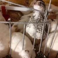 بلدرچین مولد موجود بلدرچین رنگ خاص|پرنده|اهواز, منبع اب|دیوار