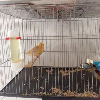 قناری نر و ماده آهویی|پرنده|الیگودرز, |دیوار