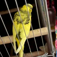 مرغ عشق اهلی|پرنده|میاندوآب, |دیوار