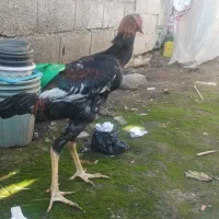 خروس اوشامودلند|حیوانات مزرعه|دلند, |دیوار