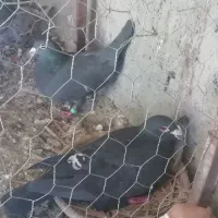 کبوتر|پرنده|شیراز, شهرک مهدیه|دیوار