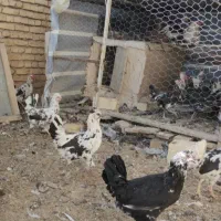 تخم اصیل پرخال|حیوانات مزرعه|خمینیشهر, |دیوار