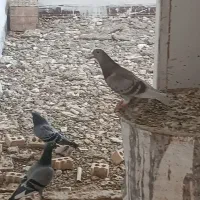 فروش دسته پلاکی عراق و ایران