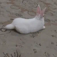 خرگوش ناز بازیگوش|موش و خرگوش|رشت, حسین آباد|دیوار