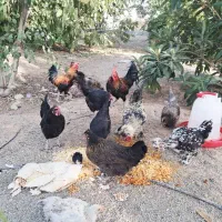 مرغ و خروس محلی