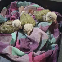 جوجه گرینچیک اناناسی سرلاکی