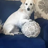 گمشده|حیوانات|شیراز, شاپورجان|دیوار