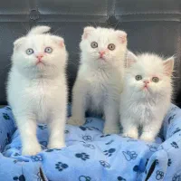 بچه. گربه. زیر قیمت