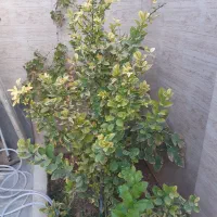 اجاره منزل ویلایی روستای سراجه