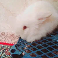 بچه خرگوش لوپ سفید چشم قرمز|موش و خرگوش|کرمان, |دیوار