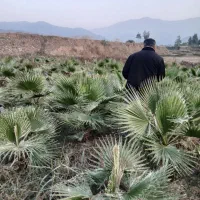 نهال کاج خمریی کاج سوزنی تهران .پالم|خدمات باغبانی و درختکاری|گرگان, |دیوار