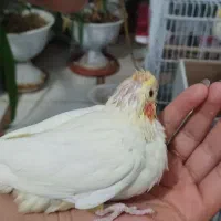 جوجه عروس هلندی