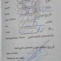 سگ عروسکی مینیاتوری|سگ|تهران, جوادیه|دیوار