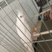 عروس هلندی ماده البینو|پرنده|اسلامشهر, مسکن مهر اسلاشهر (شهرک امام خمینی)|دیوار