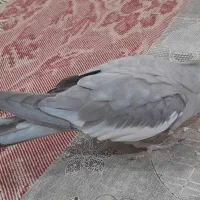 عروس هلندی|پرنده|تربت جام, المهدی|دیوار