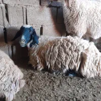 میش بره آبستن بیاس آباد