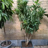 پیله موا، بنجامین امستل کینگ|گل و گیاه طبیعی|شیراز, شهرک والفجر|دیوار