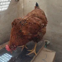 مرغ تخم گذار رسمی