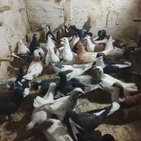 همه کفتریگ بوم همه جوانه آماده چاشنی جوجه کشی|پرنده|میان جلگه, |دیوار