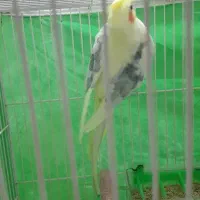 عروس هلندی نر دوکت زعفرانی بالغ|پرنده|کلاله, |دیوار