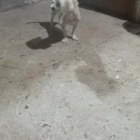 سگ شیتوز واشپیز|سگ|مشهد, شهید قربانی|دیوار