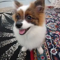 واگذاری پامر