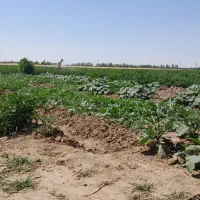 اجاره‌زمین کشاورزی حاصل خیز اجاره برای‌نهال