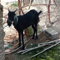 دوتابزماده|حیوانات مزرعه|چابهار, |دیوار