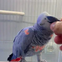 دنیای پرندگان|پرنده|شیراز, لب آب|دیوار