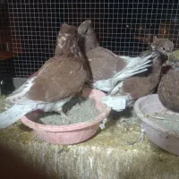 فروش تعدادی قرمز کلادار