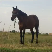 اسب 4 ساله هست  سالم نژاد کرد بازدید شهر اسفرورین