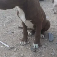 سگ نگهبان ،دمبلانی ،گارد|سگ|باغستان, |دیوار