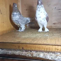 کبوتر|پرنده|اسلامشهر, شهرک احمدیه|دیوار