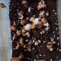 حلزون آچاتینا مولد و نوزاد