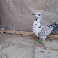 کبوتر|پرنده|سبزوار, ابوریحان|دیوار