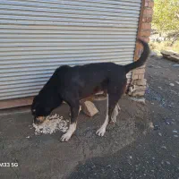 معاوضه|سگ|مریوان, |دیوار