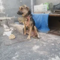 سگ. ماده. ژمن