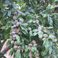 بادام شکوفه|خدمات باغبانی و درختکاری|سنندج, |دیوار