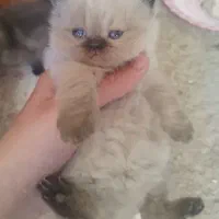 بچه گربه اسکاتیش هیمالین خرسی عروسکی